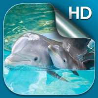 Dolphin Live Wallpaper HD