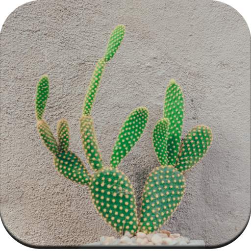 Cactus wallpaper HD