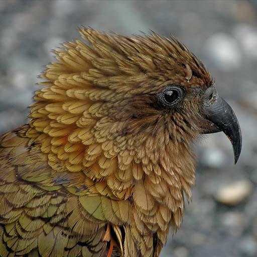 New Zealand Bird Sounds Ringtone