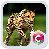 Wild Cheetah  Animal Theme HD on 9Apps