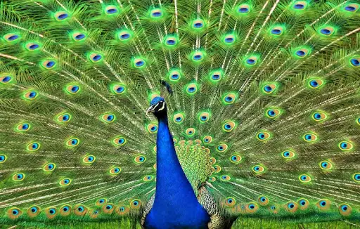 Descarga de la aplicación fondo de pantalla del pavo real 2023 - Gratis - 9Apps Descarga de la aplicación fondo de pantalla del pavo real 2023 - Gratis - 9Apps