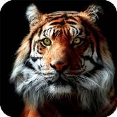 Tiger Live Wallpaper Aninal