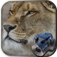 Animales Ocultos : Foto Safari. Objetos Ocultos