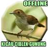 Kicau Burung Ciblek Gunung Gacor on 9Apps