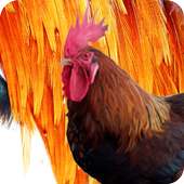 Rooster Wallpaper on 9Apps