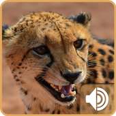 Cheetah Ringtones on 9Apps