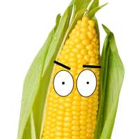 Watching Corn