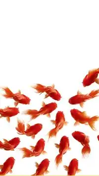 Goldfish Live Wallpaper APK Download 2023 - Free - 9Apps
