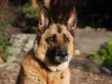 German Shepherd Wallpapers APK Download 2023 - Free - 9Apps German Shepherd Wallpapers APK Download 2023 - Free - 9Apps