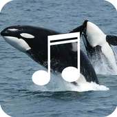 Relaxing Whale Sounds on 9Apps