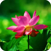 Lotus Wallpaper Best 4K APK Download 2023 - Free - 9Apps Lotus Wallpaper Best 4K APK Download 2023 - Free - 9Apps