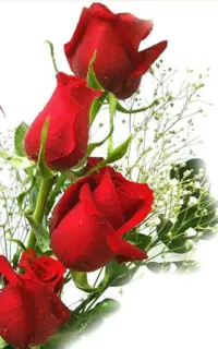 HD Rose Flowers Live Wallpaper APK Download 2023 - Free - 9Apps