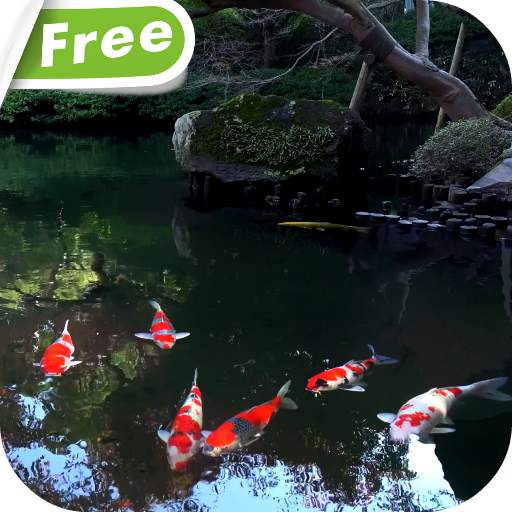 Koi Fish Free Video Wallpaper