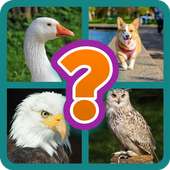 Animals Quiz