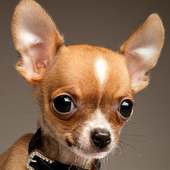 Chihuahua HD Wallpapers on 9Apps
