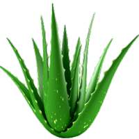 Aloe Vera Benefits on 9Apps