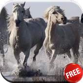 Horses video live wallpaper HD