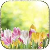 Sunny tulipanes