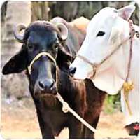 Dairy Farming Pashupalan in Hindi