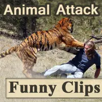 Funny Animal Attack Videos APK Download 2023 - Free - 9Apps