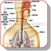 Best Home remedy to treat respiratory infection