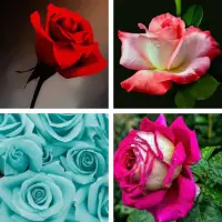 Rose HD Wallpapers APK Download 2023 - Free - 9Apps