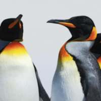 Penguin Theme by Micromax