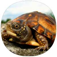 How to Take Care of a Pet Turtle (Guide)
