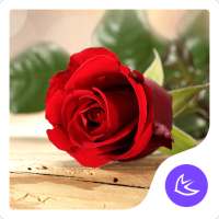 Red rose cinta - APUS Launcher tema