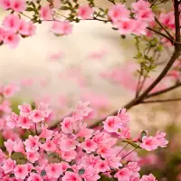 春の花ライブ壁紙アプリのダウンロード21 無料 9apps 春の花ライブ壁紙アプリのダウンロード21 無料 9apps