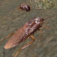 Cockroach Simulator - animal game
