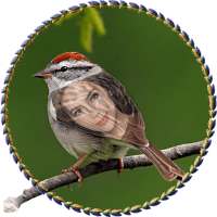 Sparrow Photo Frames