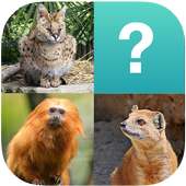 Animals Quiz (Picture Quiz)