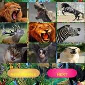 Animal Sounds - wild animal sounds