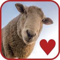 Cute Sheep - Funny Wallpapers