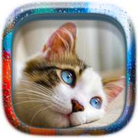 Haiwan teka-teki: Kucing
