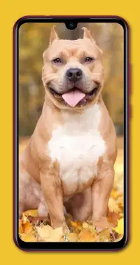 Pitbull Dog Wallpapers APK Download 2023 - Free - 9Apps
