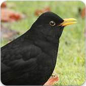 Common Blackbird Call : Common Blackbird Song on 9Apps