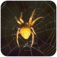 HD Spider Wallpaper