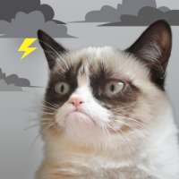 Grumpy Cat Weather on 9Apps