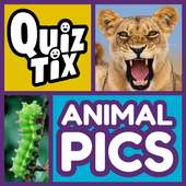 QuizTix: Animal Pics Trivia on 9Apps