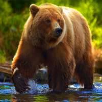 Bear Simulator 2021- Animal Simulator 2021 on 9Apps