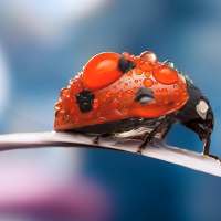 Ladybug Live Wallpaper 🐞 Cute Moving Backgrounds on 9Apps
