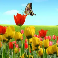 Descarga de la aplicación Fondos de pantalla de tulipanes 2023 - Gratis -  9Apps