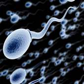 Increase Sperm Volume on 9Apps