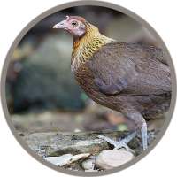 Red junglefowl Female Sound on 9Apps