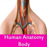 Human anatomy body