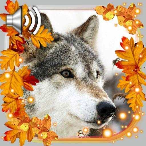Autumn Wolf Live Wallpaper