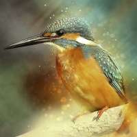 KingFisher Sounds