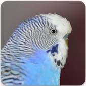 Parakeet Bird Sounds